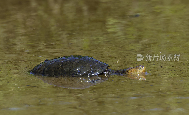 非洲盔龟(Pelomedusa subrufa)，通常也被称为沼泽龟、鳄鱼龟，或在宠物贸易中被称为非洲侧颈龟。肯尼亚马赛马拉国家保护区。